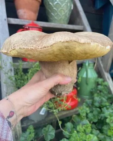 Naturalnietu Goscie Od 10 Roku Zycia Natura Klimat Cisza Spokoj Ogrodek Rower Appartamento *